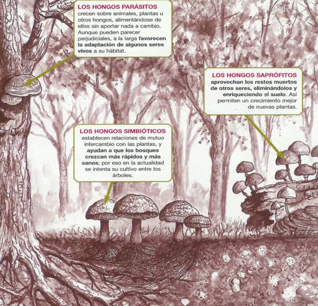 3 formas de alimentarse